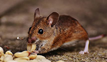24 Hour & Emergency Exterminators in Niantic, CT